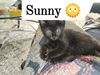 Sunny: Not at shelter (Debra K)