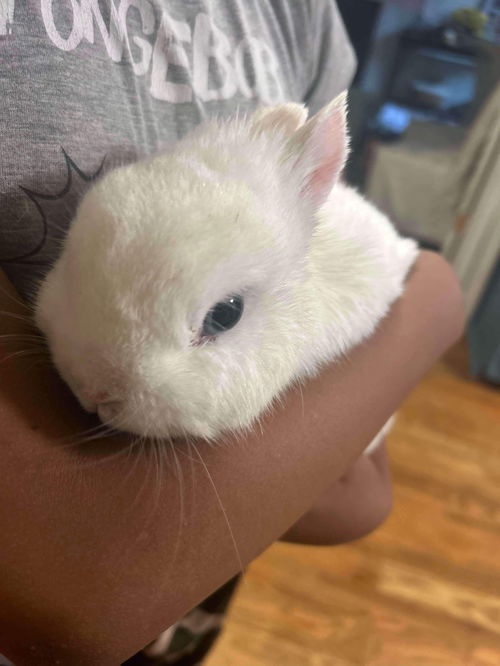 Binny Bunny: Not at shelter