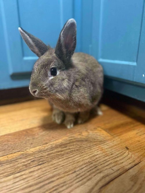 Cinnamon Bunny:  Not at shelter