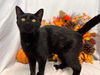 Abracadabra: Visit At Petsmart Lynchburg