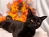 Abracadabra: Visit At Petsmart Lynchburg