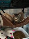 Olivia: Visit At Petsmart Lynchburg