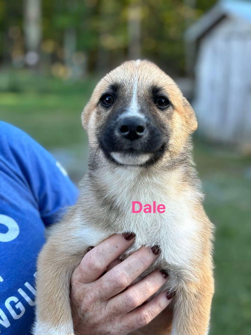 Dale: Not at shelter (Michelle)