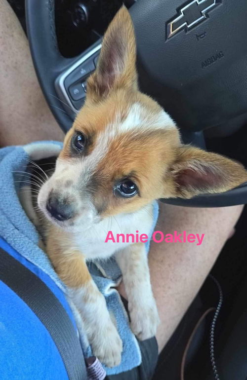 Annie Oakley - Not at shelter