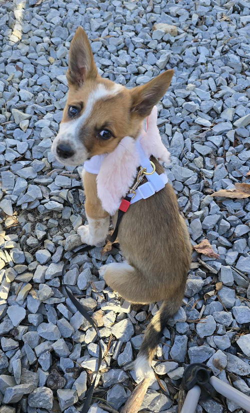 Annie Oakley: Not at shelter (Chastity)
