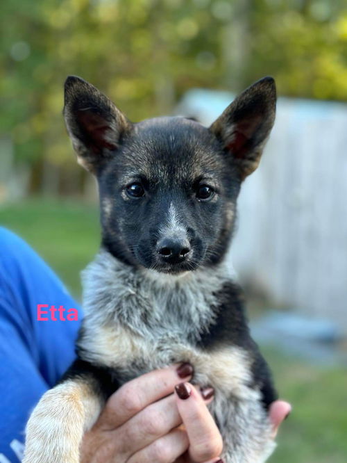 Etta: At the shelter
