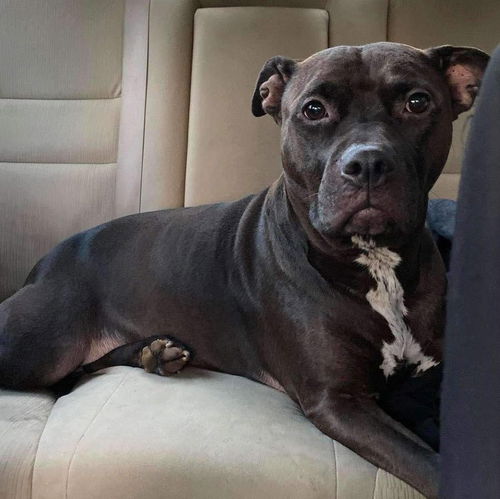 Evvie: Not At shelter