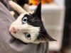 Jack Skellington: Visit At Petsmart Lynchburg