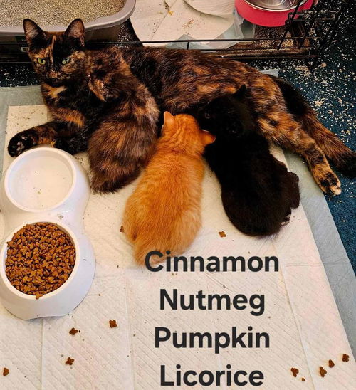 Cinnamon: available 11/30 (Kendra)