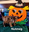 Nutmeg: available  11/30 (mom Cinnamon)