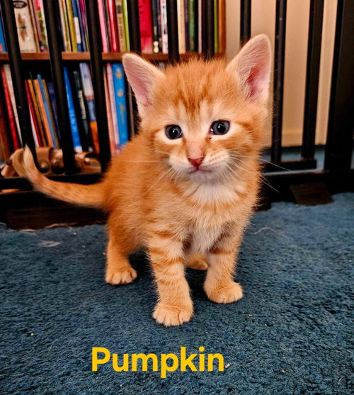 Pumpkin: Not at the shelter