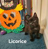 Licorice:  available 11/30  ( Mom Cinnamon)