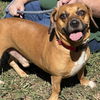 adoptable Dog in , VA named Marley: At shelter