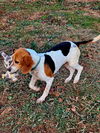 Lue (Lusardi): Not at shelter (Kendra)
