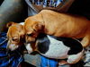Lue (Lusardi): Not at shelter (Kendra)