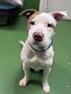 Wilbur: At shelter