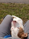 Wilbur: At shelter