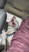 Wilbur: At shelter