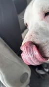 Wilbur: At shelter