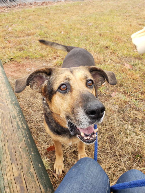 Lucky: At the shelter