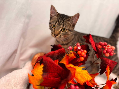 Samantha - Visit At Petsmart Lynchburg