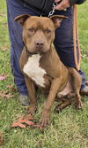 Zeus - At shelter available 11/25