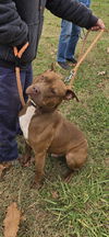 Zeus - At shelter available 11/25