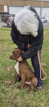 Zeus - At shelter available 11/25