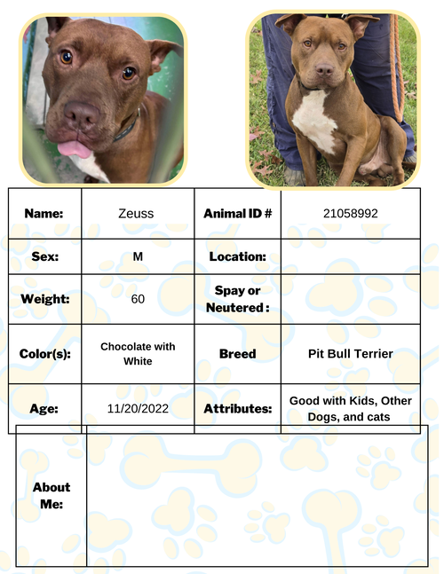 Zeus - At shelter available 11/25