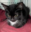 BatGirl: Visit At Petsmart Lynchburg