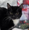 BatGirl: Visit At Petsmart Lynchburg