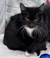 BatGirl: Visit At Petsmart Lynchburg
