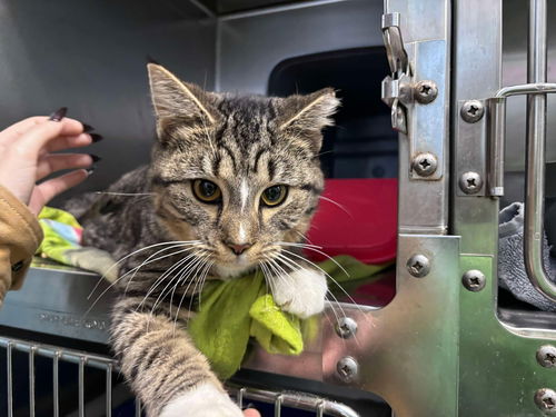 Streak - Visit At Petsmart Lynchburg