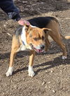 Alia: At shelter-Sponsored