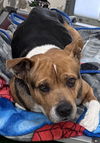 Alia: At shelter-Sponsored