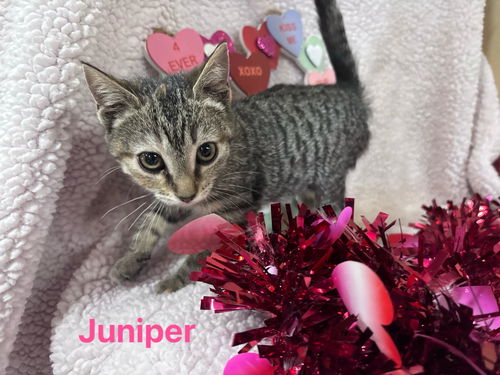 Juniper: not at the shelter (Barbe)