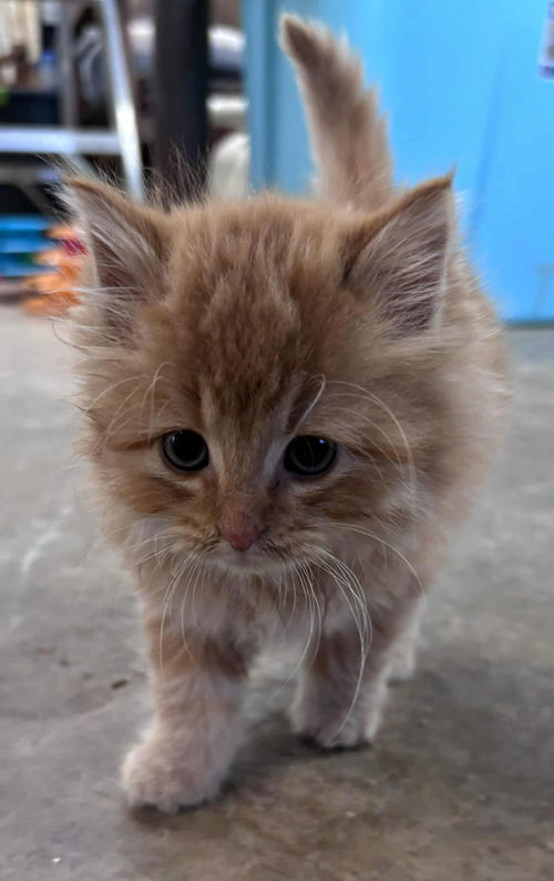 Alfie: Not at shelter (AJ)