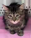 Tufts: Visit At Petsmart Lynchburg sponsored