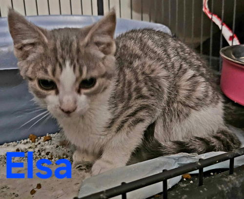 Elsa - Not at shelter (Kendra)