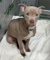 Ella - At shelter available 12/26