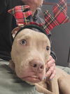 Ella - At shelter available 12/26