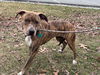 Luna Grace: Not at shelter