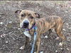 Luna Grace: Not at shelter