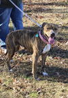 Luna Grace: Not at shelter