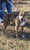 Luna Grace: Not at shelter