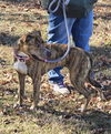 Luna Grace: Not at shelter