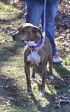 Luna Grace: Not at shelter