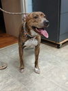 Luna Grace: Not at shelter