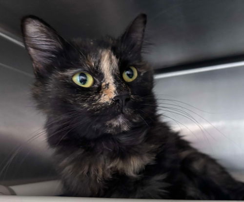 Miss Kitty - Visit At Petsmart Lynchburg