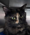 Miss Kitty - At shelter